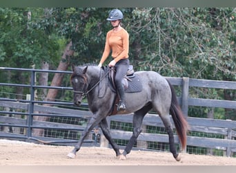 Caballo cuarto de milla, Caballo castrado, 6 años, 147 cm, Ruano azulado