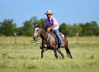 Caballo cuarto de milla, Caballo castrado, 6 años, 147 cm, Tordo