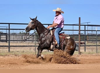 Caballo cuarto de milla, Caballo castrado, 6 años, 147 cm, Tordo