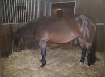 Caballo cuarto de milla, Caballo castrado, 6 años, 148 cm, Castaño