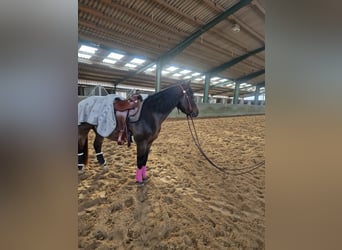 Caballo cuarto de milla, Caballo castrado, 6 años, 148 cm, Castaño