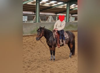 Caballo cuarto de milla, Caballo castrado, 6 años, 148 cm, Castaño