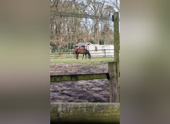 Caballo cuarto de milla, Caballo castrado, 6 años, 148 cm, Castaño