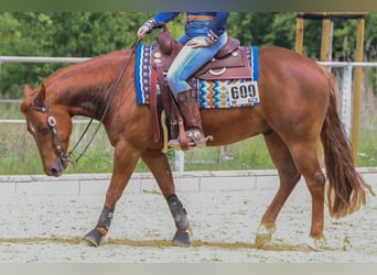 Caballo cuarto de milla, Caballo castrado, 6 años, 150 cm, Alazán