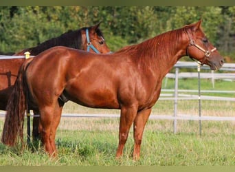 Caballo cuarto de milla, Caballo castrado, 6 años, 150 cm, Alazán