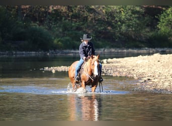 Caballo cuarto de milla, Caballo castrado, 6 años, 150 cm, Alazán rojizo