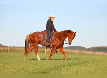 Caballo cuarto de milla, Caballo castrado, 6 años, 150 cm, Alazán rojizo