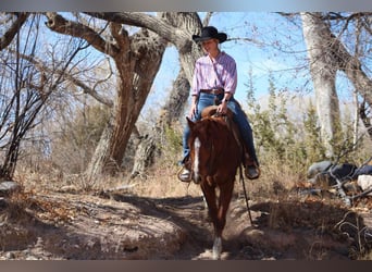 Caballo cuarto de milla, Caballo castrado, 6 años, 150 cm, Alazán-tostado