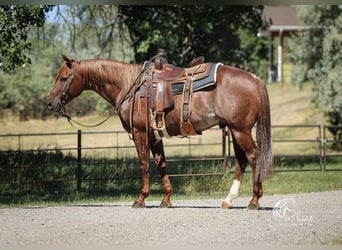 Caballo cuarto de milla, Caballo castrado, 6 años, 150 cm, Alazán-tostado