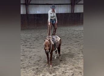 Caballo cuarto de milla, Caballo castrado, 6 años, 150 cm, Alazán-tostado