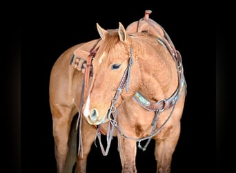 Caballo cuarto de milla, Caballo castrado, 6 años, 150 cm, Bayo