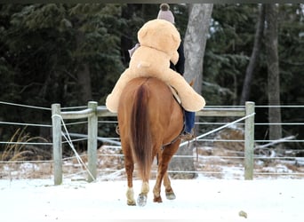 Caballo cuarto de milla, Caballo castrado, 6 años, 150 cm, Bayo