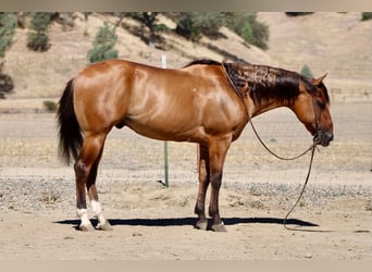 Caballo cuarto de milla, Caballo castrado, 6 años, 150 cm, Bayo