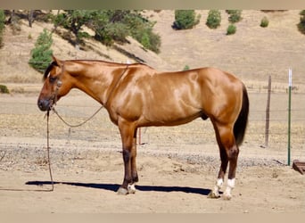 Caballo cuarto de milla, Caballo castrado, 6 años, 150 cm, Bayo