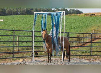 Caballo cuarto de milla, Caballo castrado, 6 años, 150 cm, Buckskin/Bayo
