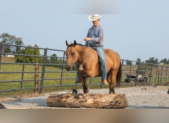 Caballo cuarto de milla, Caballo castrado, 6 años, 150 cm, Buckskin/Bayo