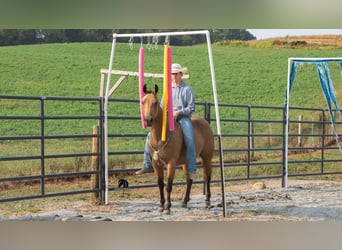 Caballo cuarto de milla, Caballo castrado, 6 años, 150 cm, Buckskin/Bayo