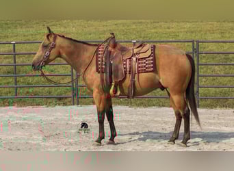 Caballo cuarto de milla, Caballo castrado, 6 años, 150 cm, Buckskin/Bayo