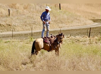 Caballo cuarto de milla, Caballo castrado, 6 años, 150 cm, Buckskin/Bayo