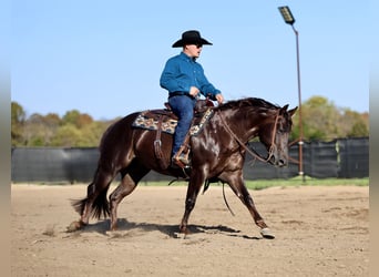 Caballo cuarto de milla, Caballo castrado, 6 años, 150 cm