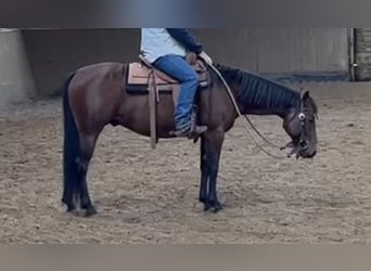 Caballo cuarto de milla Mestizo, Caballo castrado, 6 años, 150 cm, Castaño