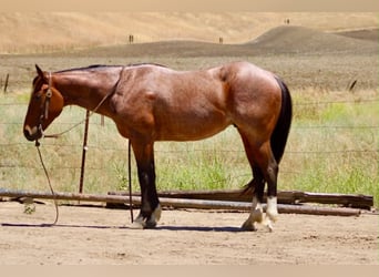 Caballo cuarto de milla, Caballo castrado, 6 años, 150 cm, Castaño-ruano
