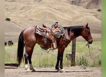 Caballo cuarto de milla, Caballo castrado, 6 años, 150 cm, Castaño-ruano