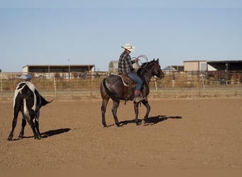Caballo cuarto de milla, Caballo castrado, 6 años, 150 cm, Castaño-ruano