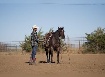 Caballo cuarto de milla, Caballo castrado, 6 años, 150 cm, Castaño-ruano