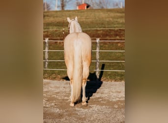 Caballo cuarto de milla, Caballo castrado, 6 años, 150 cm, Cremello