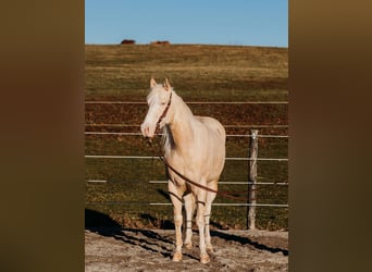 Caballo cuarto de milla, Caballo castrado, 6 años, 150 cm, Cremello