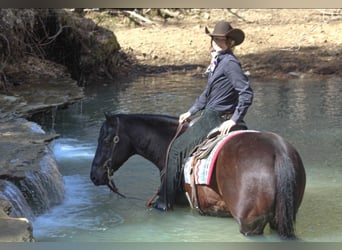 Caballo cuarto de milla, Caballo castrado, 6 años, 150 cm, Negro