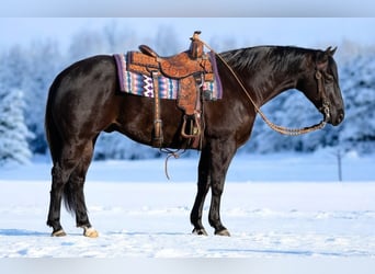 Caballo cuarto de milla, Caballo castrado, 6 años, 150 cm, Negro