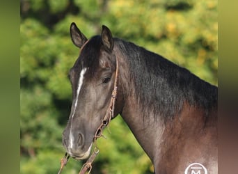 Caballo cuarto de milla, Caballo castrado, 6 años, 150 cm, Negro