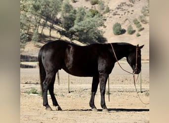 Caballo cuarto de milla, Caballo castrado, 6 años, 150 cm, Negro