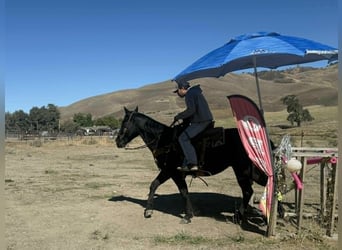 Caballo cuarto de milla, Caballo castrado, 6 años, 150 cm, Negro