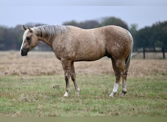 Caballo cuarto de milla, Caballo castrado, 6 años, 150 cm, Palomino
