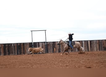 Caballo cuarto de milla, Caballo castrado, 6 años, 150 cm, Palomino