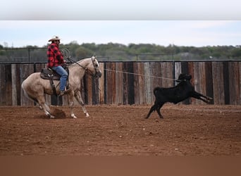 Caballo cuarto de milla, Caballo castrado, 6 años, 150 cm, Palomino