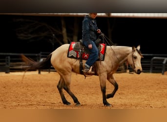 Caballo cuarto de milla, Caballo castrado, 6 años, 150 cm
