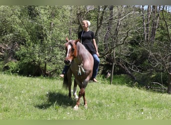 Caballo cuarto de milla, Caballo castrado, 6 años, 150 cm, Ruano alazán