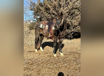 Caballo cuarto de milla, Caballo castrado, 6 años, 150 cm, Ruano azulado