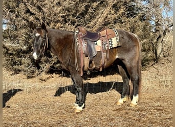 Caballo cuarto de milla, Caballo castrado, 6 años, 150 cm, Ruano azulado