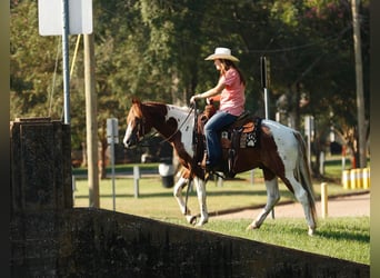 Caballo cuarto de milla, Caballo castrado, 6 años, 150 cm, Tobiano-todas las-capas