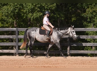 Caballo cuarto de milla, Caballo castrado, 6 años, 150 cm, Tordo