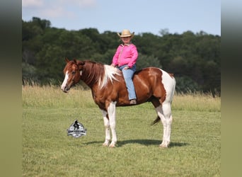 Caballo cuarto de milla, Caballo castrado, 6 años, 152 cm, Alazán rojizo