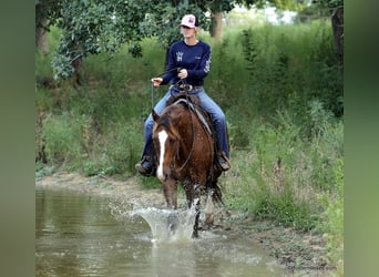 Caballo cuarto de milla, Caballo castrado, 6 años, 152 cm, Alazán rojizo