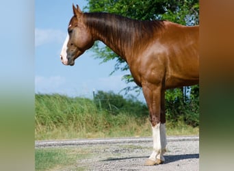 Caballo cuarto de milla, Caballo castrado, 6 años, 152 cm, Alazán rojizo