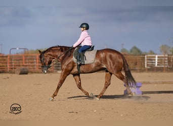 Caballo cuarto de milla, Caballo castrado, 6 años, 152 cm, Alazán rojizo
