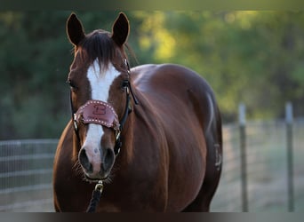 Caballo cuarto de milla, Caballo castrado, 6 años, 152 cm, Alazán-tostado